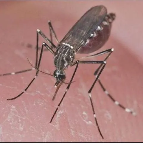 thumbnail for publication: La Fiebre Chikungunya